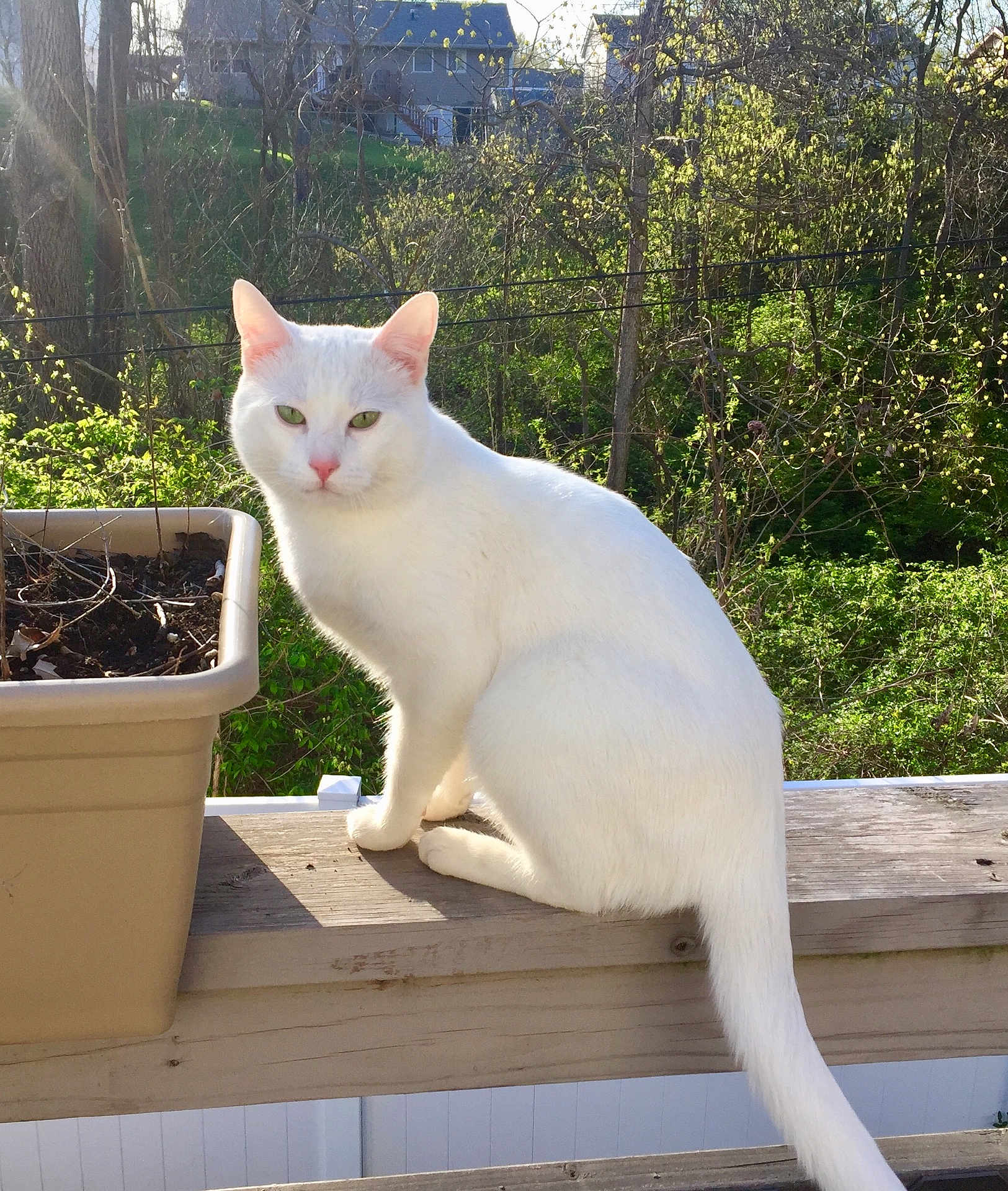 Aaru is registered to the contest to win money with this photo: cat, white_cat, animal, pet, outdoor, sunlight, wooden_railing, planter, greenery, trees, house, nature, feline, sitting, daylight, fur, tail, ears, nose, eyes