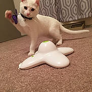 Aaru joined the competition — help win amazing prizes! animal, bell, butterfly_toy, carpet, cat, collar, curtains, curved_tail, cute, domestic, feline, floor, home, indoor, paw, pet, playful, raised_paw, toy, white_cat