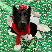 Socorro joined the competition — help win amazing prizes! dog, black_dog, christmas, holiday, wrapping_paper, reindeer_pattern, red_bow, red_scarf, pom_poms, festive, cute, pet, portrait, holiday_decor, gift, wrapped_present, animal, face, closeup, indoor