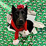 dog, black_dog, christmas, holiday, wrapping_paper, reindeer_pattern, red_bow, red_scarf, pom_poms, festive, cute, pet, portrait, holiday_decor, gift, wrapped_present, animal, face, closeup, indoor