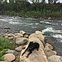 dog, river, rocks, water, nature, outdoor, greenery, leash, trees, stream, landscape, canine, resting, animal, scenic, wilderness, relaxing, summer, wildlife, adventure