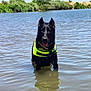 dog, black_dog, water, lake, life_jacket, wet_dog, outdoor, nature, reflection, tongue_out, summer, canine, pet, animal, greenery, trees, sunny, daytime, riverbank, playful