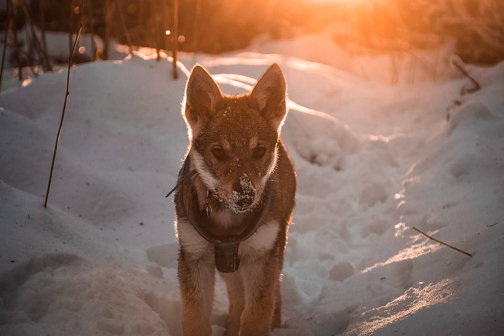 Taira participe au concours pour gagner de l'argent avec cette photo : atmospheric_phenomenon, carnivore, dog, dog_breed, evening, fawn, freezing, fur, landscape, snow, sporting_group, sunlight, tail, terrestrial_animal, tree, wildlife, window, winter, wood, working_animal
