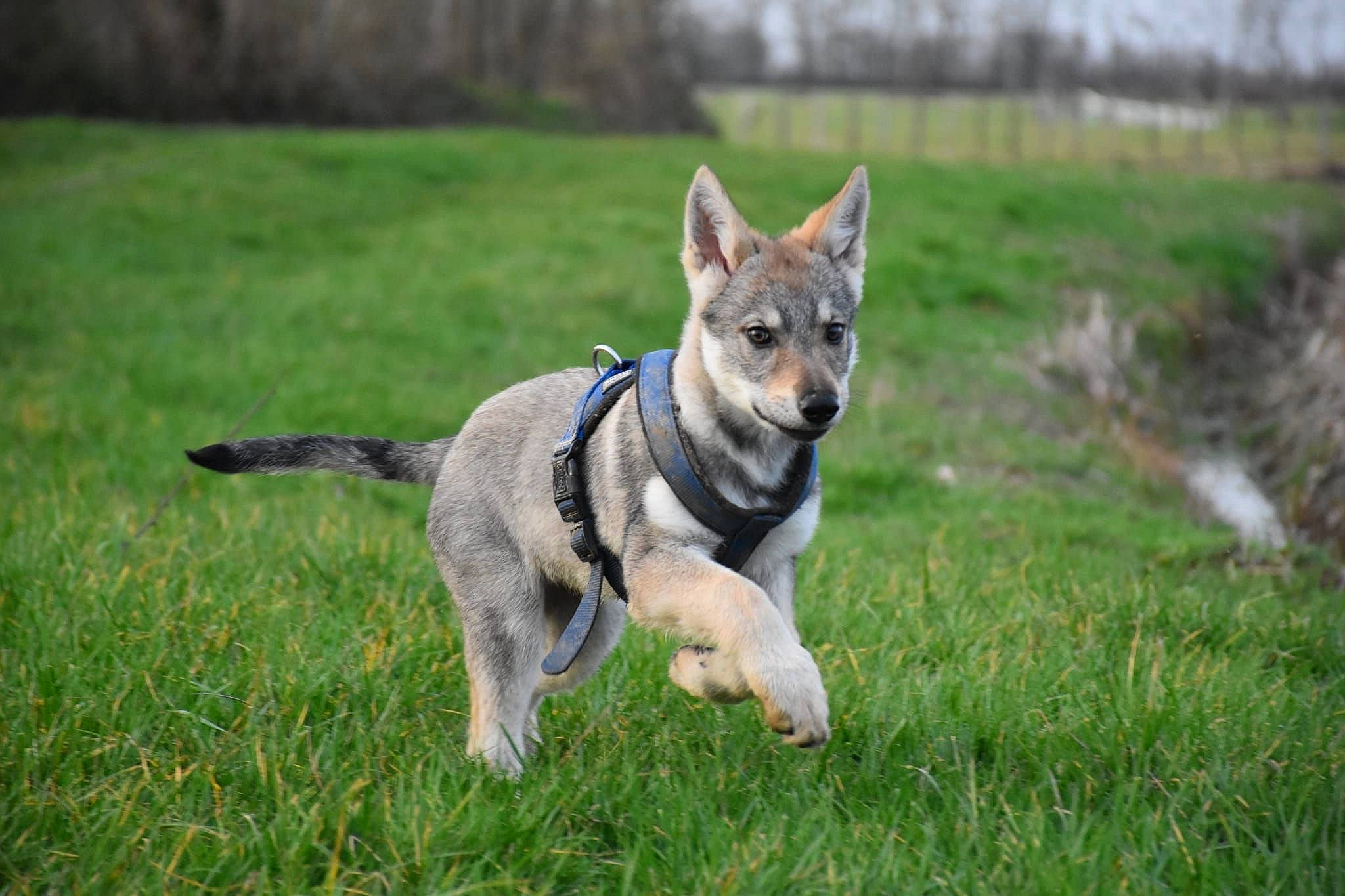 Taira a rejoint le concours — aidez-le/la à gagner de superbes lots ! ancient_dog_breeds, canidae, canis, carnivore, collar, companion_dog, dog, dog_breed, dog_supply, east_european_shepherd, german_shepherd_dog, grass, herding_dog, leash, pet_supply, plant, sporting_group, tail, tree, working_dog