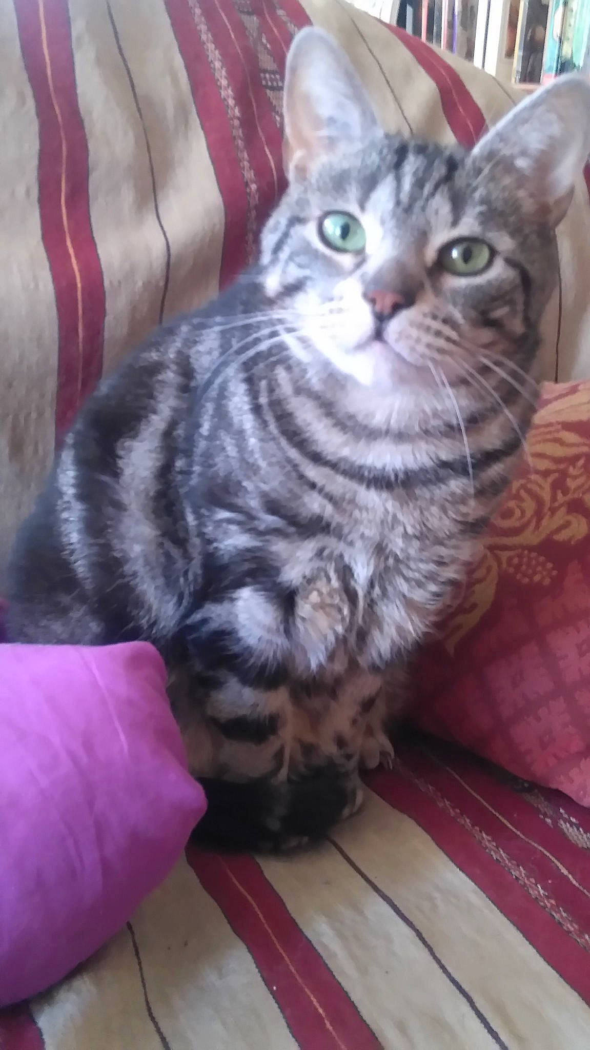 Roudoudounet a rejoint le concours — aidez-le/la à gagner de superbes lots ! american_shorthair, asian, australian_mist, british_semi_longhair, british_shorthair, california_spangled, carnivore, cat, domestic_short_haired_cat, dragon_li, egyptian_mau, european_shorthair, felidae, kitten, mammal, pixie_bob, small_to_medium_sized_cats, tabby_cat, vertebrate, whiskers