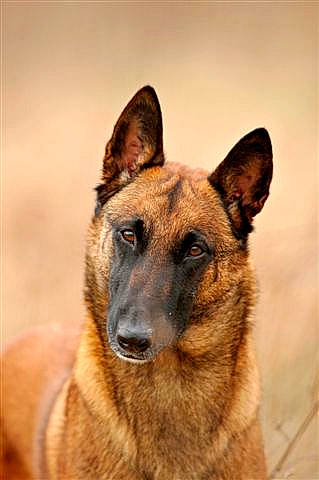 Bilou a rejoint le concours — aidez-le/la à gagner de superbes lots ! belgian_shepherd, belgian_shepherd_malinois, canidae, carnivore, dog, dog_breed, east_european_shepherd, fawn, german_shepherd_dog, king_shepherd, kunming_wolfdog, mammal, old_german_shepherd_dog, police_dog, rare_breed_dog, snout, tervuren, vertebrate