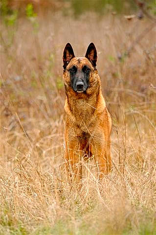 Bilou a rejoint le concours — aidez-le/la à gagner de superbes lots ! australian_cattle_dog, belgian_shepherd, belgian_shepherd_malinois, canidae, carnivore, dog, dog_breed, fawn, german_shepherd_dog, kunming_wolfdog, laekenois, mammal, old_german_shepherd_dog, snout, vertebrate, wildlife, working_dog
