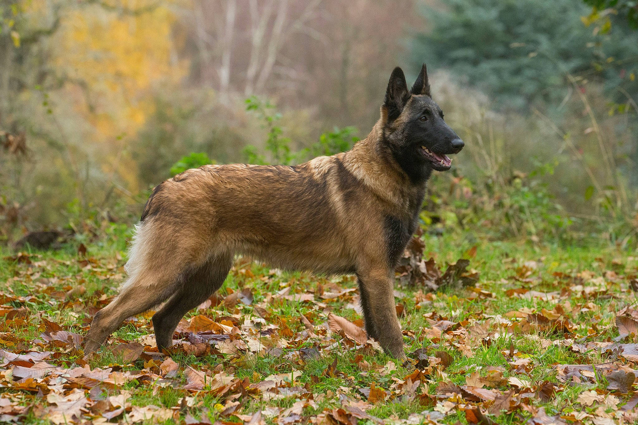 Blada a rejoint le concours — aidez-le/la à gagner de superbes lots ! canidae, canis, carnivore, dog, dog_breed, grass, hunting_dog, plant, snout, sporting_group, tail, terrestrial_animal, tree, wildlife, wolf, working_animal, working_dog
