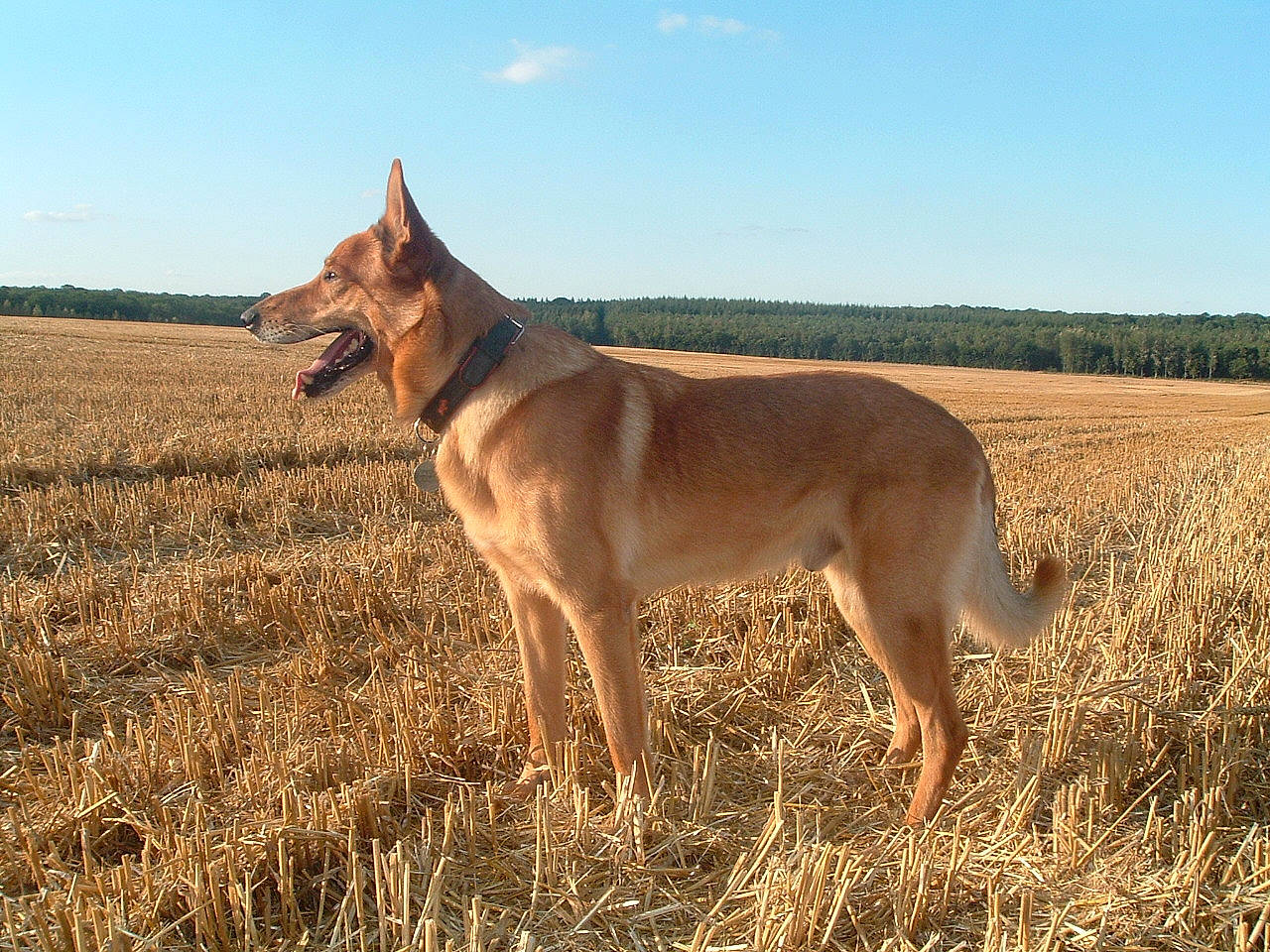 Ness participe au concours pour gagner de l'argent avec cette photo : carnivore, cloud, companion_dog, dog, dog_breed, fawn, field, grass, grassland, hound, landscape, pasture, prairie, sky, sporting_group, tail, terrestrial_animal, wildlife, working_animal, working_dog