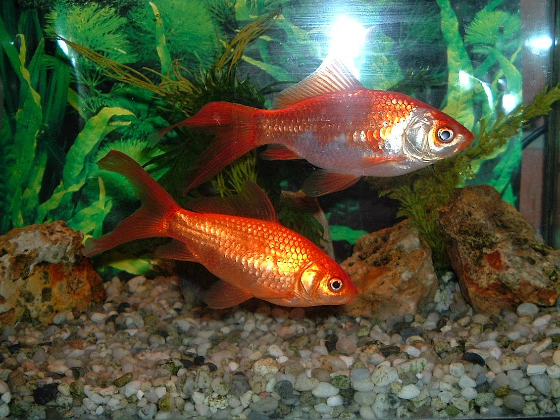 Sgorblut Et Schmokeuleu