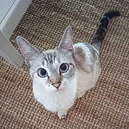 Violette a rejoint le concours — aidez-le/la à gagner de superbes lots ! animal, blue_eyes, carpet, cat, close_up, curious, cute, domestic, ears, feline, fur, home, indoor, looking_up, pet, sitting, tail, texture, whiskers, white_furniture