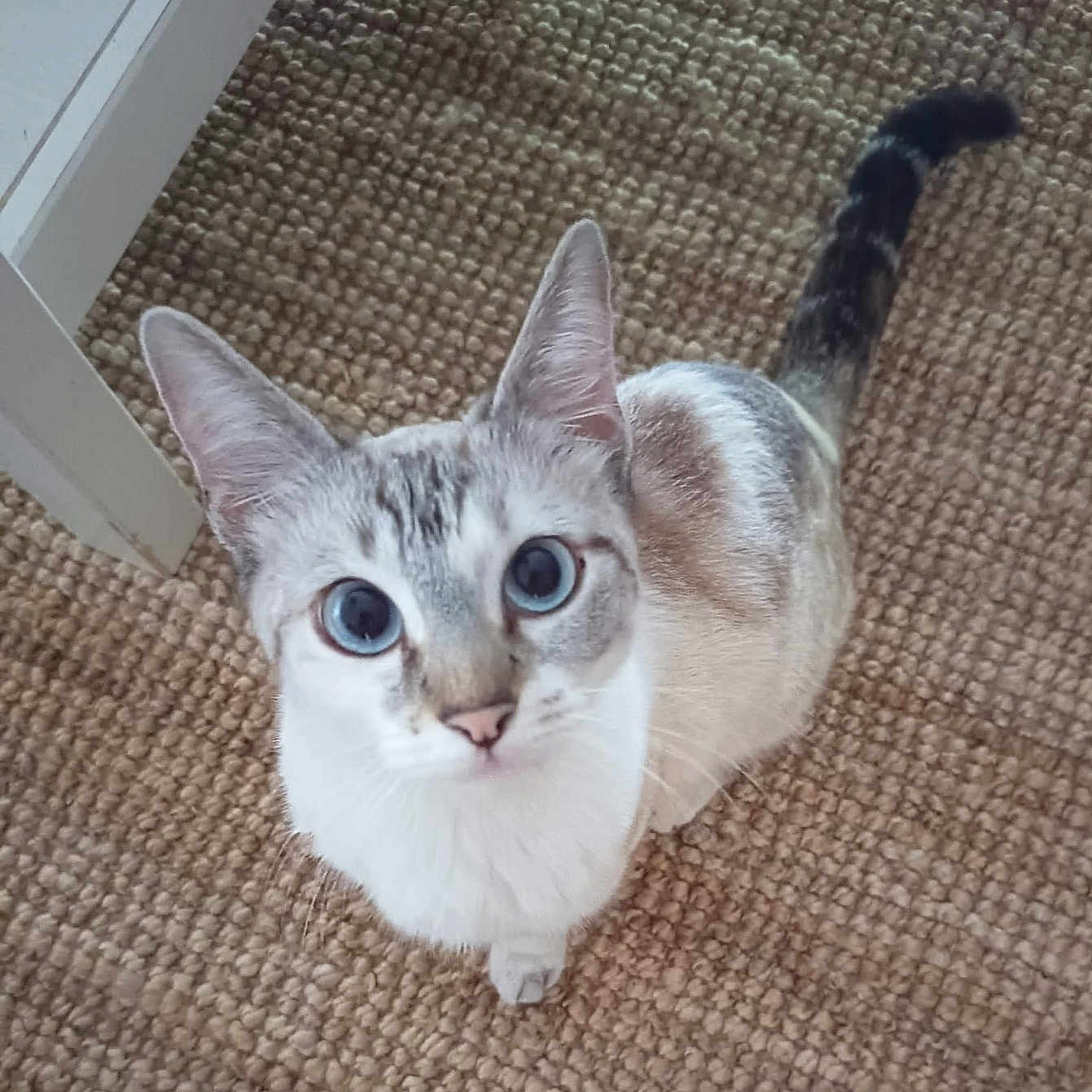 Violette a rejoint le concours — aidez-le/la à gagner de superbes lots ! animal, blue_eyes, carpet, cat, close_up, curious, cute, domestic, ears, feline, fur, home, indoor, looking_up, pet, sitting, tail, texture, whiskers, white_furniture