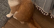 Churry is registered to the contest to win money with this photo: animal, cat, curious, curtain, cute, domestic, feline, flooring, fluffy_cat, fur, home, indoor, looking_up, orange_cat, pet, rug, tail, tassels, white_cat, wooden_floor