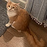 animal, cat, curious, curtain, cute, domestic, feline, flooring, fluffy_cat, fur, home, indoor, looking_up, orange_cat, pet, rug, tail, tassels, white_cat, wooden_floor