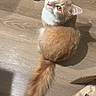 animal, brown_floor, cardboard, cat, curious, domestic_cat, ears, feline, fluffy_tail, fur, indoor, looking_up, orange_cat, package, pet, sitting, tail, whiskers, white_fur, wooden_floor