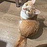 animal, cat, chair_leg, curious, cute, domestic_animal, eyes, fluffy_fur, fur, household, indoor, light, looking_up, orange_cat, pet, sitting, tail, whiskers, white_cat, wooden_floor
