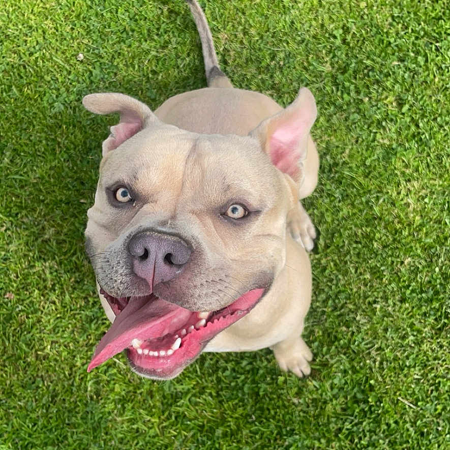 Rocco joined the competition — help win amazing prizes! animal, baby, bulldog, canine, clothing, dog, face, footwear, frenchbulldog, grass, head, lawn, person, pet, photography, pitbull, plant, portrait, puppy, shoe