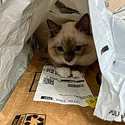 Kala is registered to the contest to win money with this photo: animal, blue_eyes, brown, cardboard, cat, close_up, cozy, curious, cute, fur, indoor, kitten, package, paws, pet, plastic_bag, resting, shipping_label, small, white