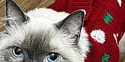 Kala is registered to the contest to win money with this photo: animal, blue_eyes, buttons, cat, close_up, cozy, curious, cute, domestic_cat, furry, indoor, knitted, looking_up, mammal, pet, portrait, red_sweater, soft_fur, whiskers, wooden_floor