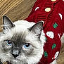 animal, blue_eyes, buttons, cat, close_up, cozy, curious, cute, domestic_cat, furry, indoor, knitted, looking_up, mammal, pet, portrait, red_sweater, soft_fur, whiskers, wooden_floor