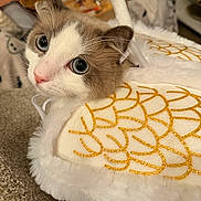 Pua joined the competition — help win amazing prizes! adorable, angel, animal, blue_eyes, carpet, cat, closeup, costume, cute, decorative, feline, fluffy, gold, halo, holiday, indoor, pet, soft, white, wings