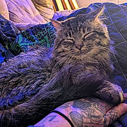 Ratchet joined the competition — help win amazing prizes! animal, blanket, cat, closeup, comfort, cozy, feline, fur, hand, human, indoor, paw, pet, purple_light, quilt, relaxed, resting, sleeping, tabby, tattoo