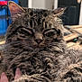 Ratchet is registered to the contest to win money with this photo: animal, blurred_background, cat, close_up, closed_eyes, comfort, cozy, cute, domestic, feline, fur, hand, indoor, pet, relaxed, resting, sleepy, soft_fur, tabby, whiskers