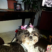 Trixie Soco is registered to the contest to win money with this photo: animal, black_and_white, blanket, bow, couch, cute, decor, dog, face, fur, furniture, home, indoor, living_room, pet, photo_frame, plant, relaxing, table, television