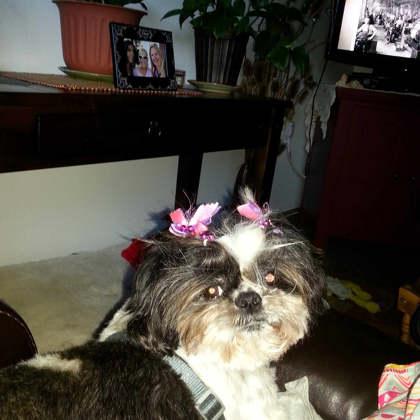 Trixie Soco is registered to the contest to win money with this photo: animal, black_and_white, blanket, bow, couch, cute, decor, dog, face, fur, furniture, home, indoor, living_room, pet, photo_frame, plant, relaxing, table, television