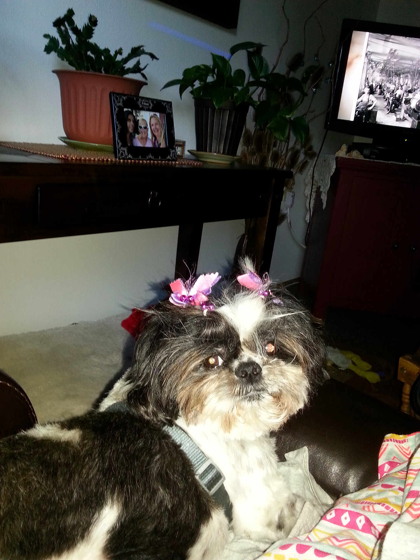 Trixie Soco is registered to the contest to win money with this photo: animal, black_and_white, blanket, bow, couch, cute, decor, dog, face, fur, furniture, home, indoor, living_room, pet, photo_frame, plant, relaxing, table, television