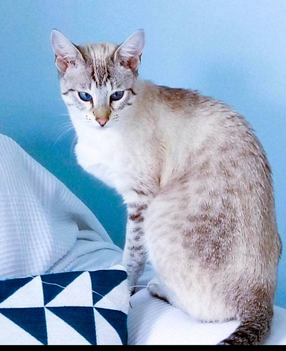 Juliette is registered to the contest to win money with this photo: carnivore, cat, comfort, domestic_short_haired_cat, electric_blue, eye, fawn, felidae, fur, paw, pet_supply, photo_caption, sitting, small_to_medium_sized_cats, snout, tail, terrestrial_animal, whiskers, wildlife, window