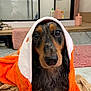 dog, towel, bathroom, wet, orange, white, pet, fur, cute, portrait, animal, indoors, floor, face, looking, expression, cozy, shiny, ears, snout