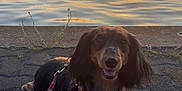 Maya participe au concours pour gagner de l'argent avec cette photo : dog, dachshund, sunset, water, boats, leash, pavement, outdoor, animal, pet, sunlight, calm, nature, silhouette, sky, reflection, happy, smiling, dock, harbor