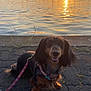 dog, dachshund, sunset, water, boats, leash, pavement, outdoor, animal, pet, sunlight, calm, nature, silhouette, sky, reflection, happy, smiling, dock, harbor