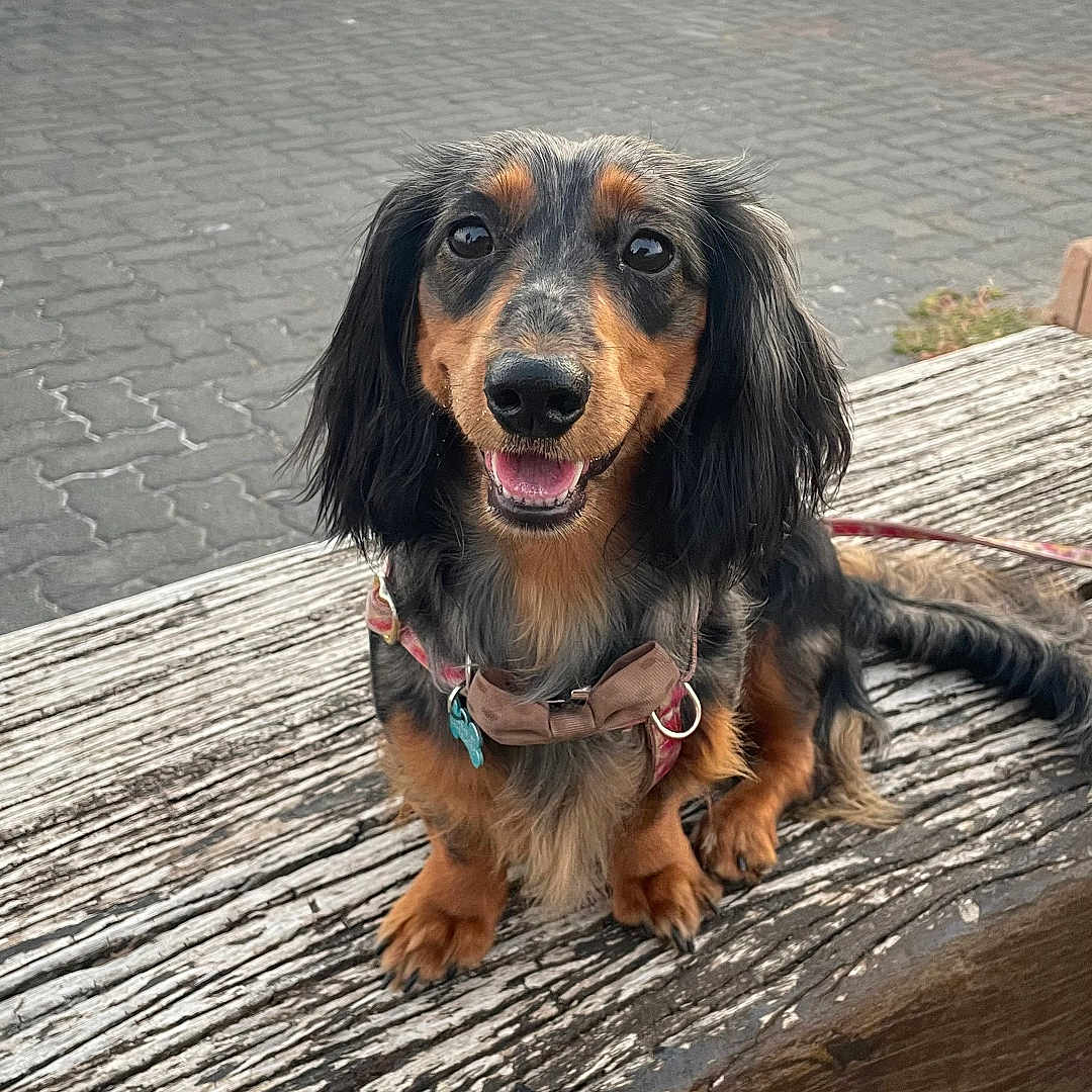 Maya a rejoint le concours — aidez-le/la à gagner de superbes lots ! animal, bench, boat, canine, collar, dachshund, daylight, dog, fur, happy, leash, marina, nature, outdoor, pavement, pet, portrait, smiling, water, wood