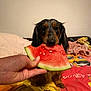 dog, long_hair, watermelon, hand, bedspread, plush_toy, indoor, waiting, food, fruit, colorful, animal, pet, cute, cozy, wall, resting, paw, snout, human_hand