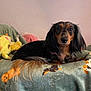 dog, dachshund, long_hair, pet, blanket, plush_toy, couch, indoor, relaxed, animal, fur, face, ears, tail, comfort, home, wall, brown, black, collar