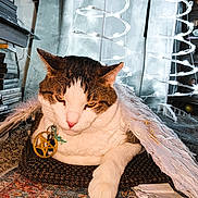 Cassidy joined the competition — help win amazing prizes! angel_wings, books, carpet, cat, closeup, cozy, decor, fur, furniture, indoor, knitted_bed, lighting, ornament, pendant, pentagram, pet, relaxed, shelf, spiral_lights, white_paw