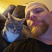 Buster joined the competition — help win amazing prizes! man, cat, beard, gray_cat, white_chest, couch, indoor, portrait, closeup, relaxed, pet, feline, facial_hair, seated, human, animal, companion, casual, warm_lighting, home