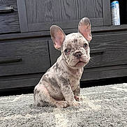 Rickie joined the competition — help win amazing prizes! french_bulldog, puppy, dog, pet, indoor, carpet, rug, wooden_cabinet, ears, sitting, curious, young, small_dog, animal, domestic_animal, cute, fur, canine, household, background