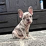 french_bulldog, puppy, dog, pet, indoor, carpet, rug, wooden_cabinet, ears, sitting, curious, young, small_dog, animal, domestic_animal, cute, fur, canine, household, background