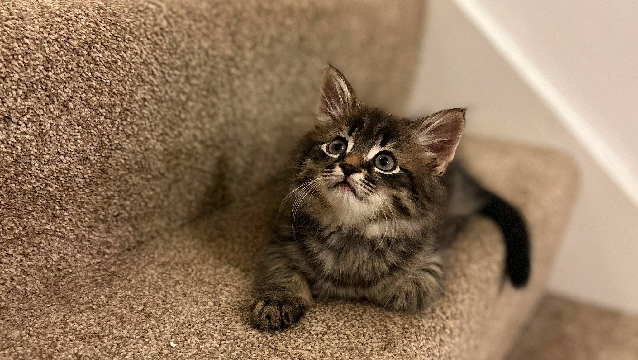 Brock joined the competition — help win amazing prizes! carnivore, cat, claw, domestic_short_haired_cat, felidae, flooring, fur, grey, monochrome, monochrome_photography, paw, sand, sitting, small_to_medium_sized_cats, soil, tail, terrestrial_animal, whiskers, wildlife, wood