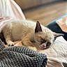 Ozzy Aka Mr.bums joined the competition — help win amazing prizes! kitten, sleeping, cat, cozy, blanket, soft, fur, indoor, comfort, rest, relaxation, nap, cute, pet, animal, young, feline, paw, pink_nose, ears
