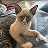 Ozzy Aka Mr.bums joined the competition — help win amazing prizes! kitten, cat, siamese, pet, animal, cute, feline, fur, whiskers, ears, paw, blanket, cozy, indoor, resting, looking, young, cute_pet, closeup, relaxed