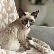 Ozzy Aka Mr.bums is registered to the contest to win money with this photo: cat, siamese_cat, blue_eyes, tongue_out, pet, feline, animal, indoor, blanket, chair, cozy, soft_texture, patterned_blanket, closeup, sitting, cute, whiskers, fur, domestic_animal, relaxed