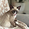 cat, siamese_cat, blue_eyes, tongue_out, pet, feline, animal, indoor, blanket, chair, cozy, soft_texture, patterned_blanket, closeup, sitting, cute, whiskers, fur, domestic_animal, relaxed