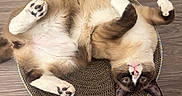 Ozzy Aka Mr.bums is registered to the contest to win money with this photo: cat, pet, indoor, floor, wooden_floor, scratcher, paw, pink_nose, relaxed, lying_down, feline, cute, animal, domestic, cozy, resting, paw_pads, slipper, brown, white