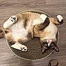 cat, pet, indoor, floor, wooden_floor, scratcher, paw, pink_nose, relaxed, lying_down, feline, cute, animal, domestic, cozy, resting, paw_pads, slipper, brown, white