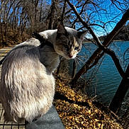Cracker Barrel is registered to the contest to win money with this photo: cat, outdoor, river, trees, leafless_trees, blue_sky, sunlight, metal_railing, path, curious, fur, harness, nature, animal, pet, wildlife, shadows, autumn, walking_path, daytime