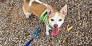 Muffin is registered to the contest to win money with this photo: dog, small_dog, tan_and_white, chihuahua_mix, leash, harness, tongue_out, looking_up, green_crocs, owner_feet, pebble_ground, outdoor, gravel, ears_up, pet_walk, happy, closeup, ground_texture, playful, walking